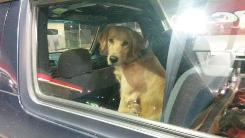 1993 Ford Bronco - A dog sits patiently in the driver's seat of a vehicle.