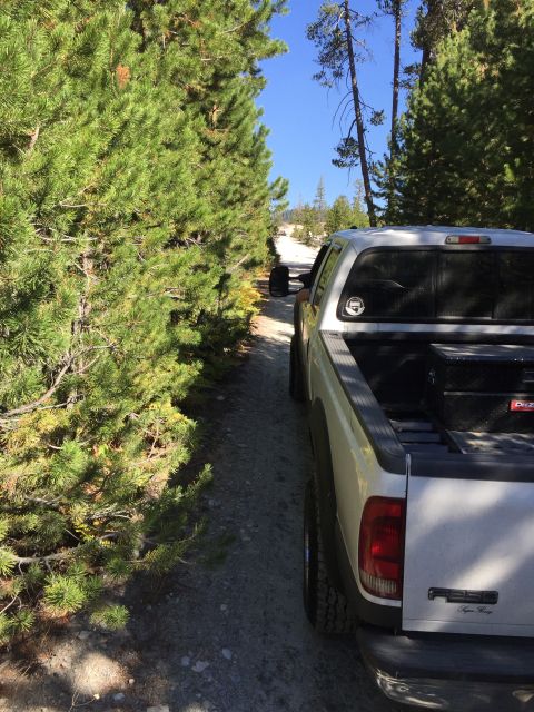 1989 Ford Bronco - White pickup truck on a dirt road surrounded by pine trees under a clear blue sky.