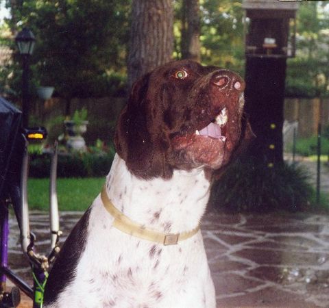 1990 Ford Bronco - A dog with its mouth open and eyes looking up is pictured in a backyard setting.