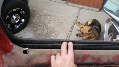 1981 Ford Bronco - A dog rests on the pavement near the open door of a vehicle, with a hand inspecting the weatherstripping.