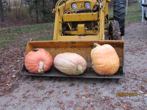 1978 Ford Bronco - Three pumpkins sit in the bucket of a yellow tractor loader on a fall day.