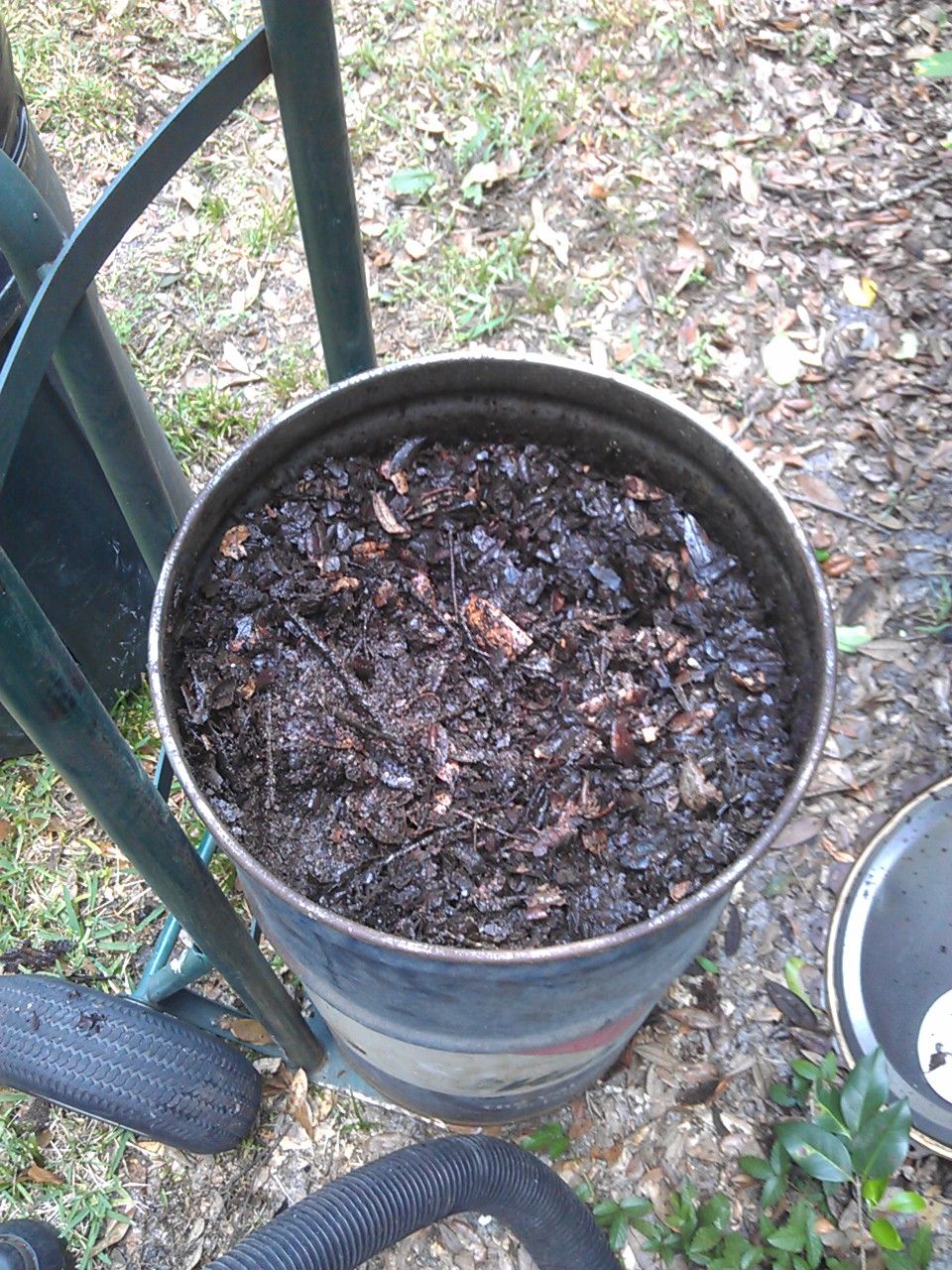 Metal barrel filled with organic material outdoors.