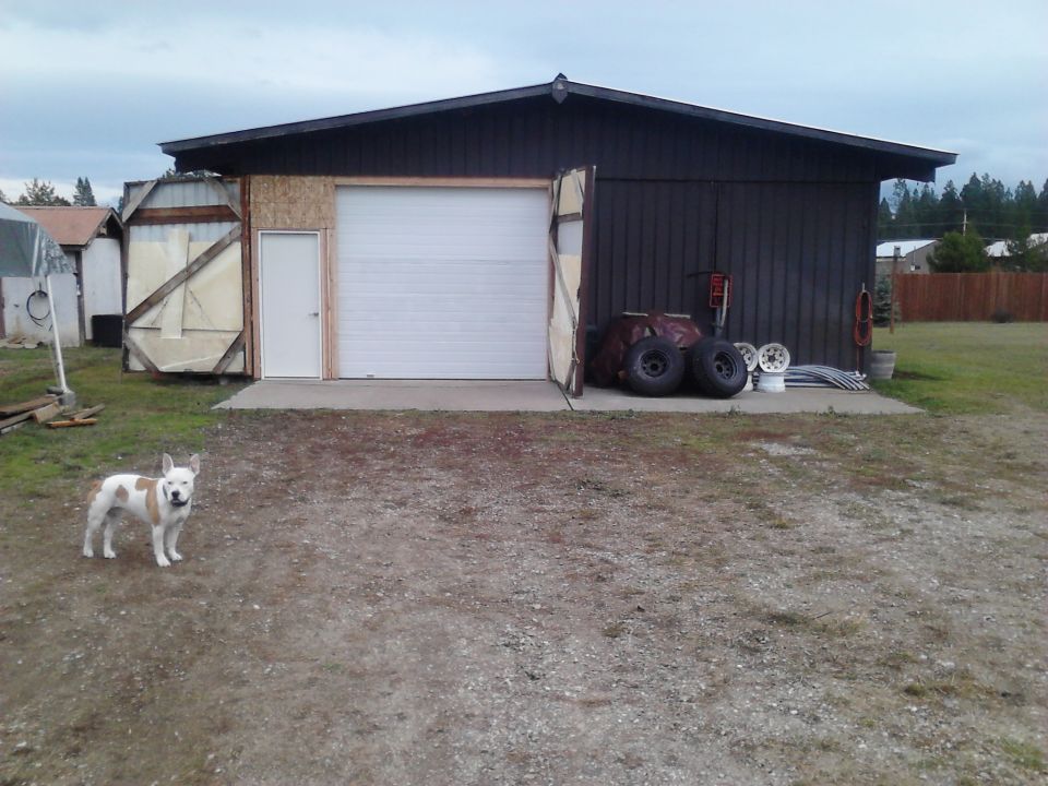 White and brown dog in front of a garage with a white roll-up door.