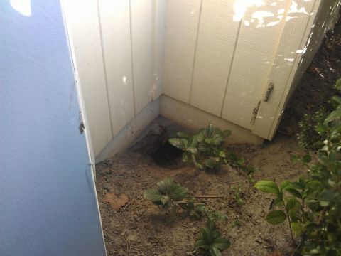 1994 Ford Bronco - A dark hole is visible in the ground at the base of a light-colored wooden structure. Green plants are growing in the dirt around the hole.