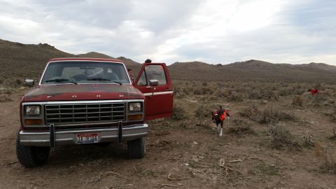 1981 Ford Bronco - A red 1980s Ford pickup truck is parked in a dry, brushy landscape with two dogs wearing orange vests in the foreground and background. The…