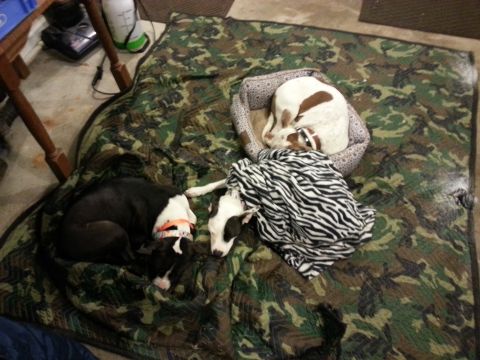 1994 Ford Bronco - Three dogs are sleeping on a camouflage blanket. One dog is white with brown spots, curled up in a dog bed. Another dog is black and white,…