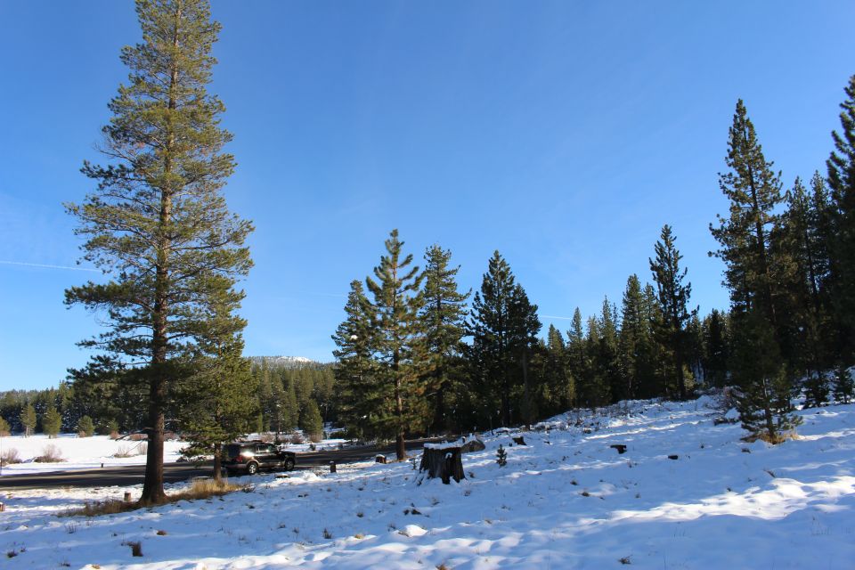 2003 Ford Expedition parked on a snowy road next to pine trees.