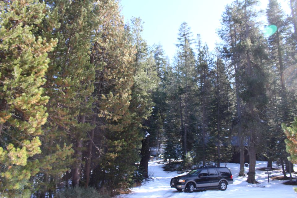 Dark gray 2003 Ford Expedition SUV parked on snowy road in pine forest.