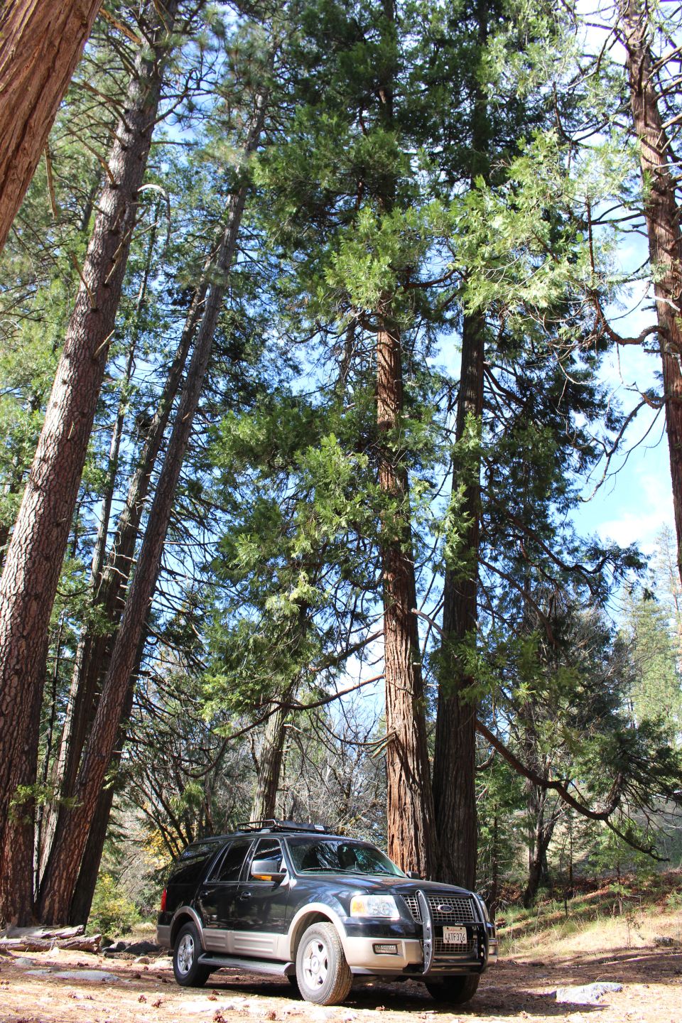 Dark gray Ford Expedition SUV parked among tall trees.
