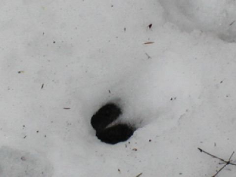 1979 Ford Bronco II - Animal tracks are visible in the snow, with a watermark from Supermotors.net in the corner.