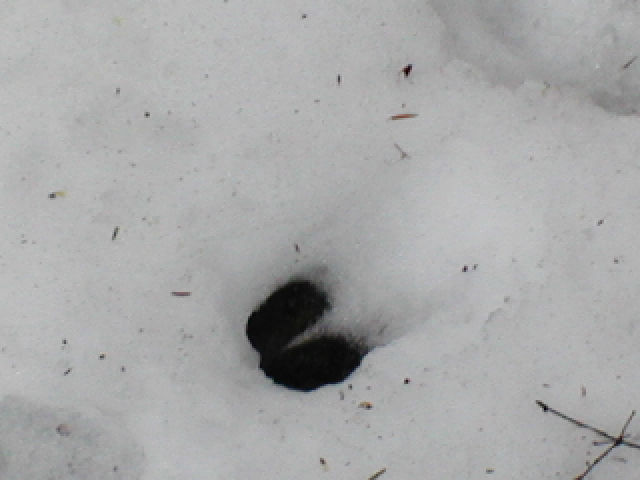 Small dark object half-buried in fresh snow with scattered pine needles
