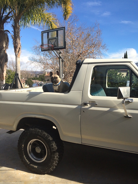 1981 Ford Bronco - A French bulldog sits in the bed of a pickup truck on a sunny day, with a basketball hoop visible in the background.