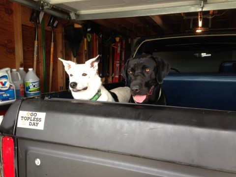 1979 Ford Bronco - Two dogs are riding in the back of a pickup truck parked in a garage.