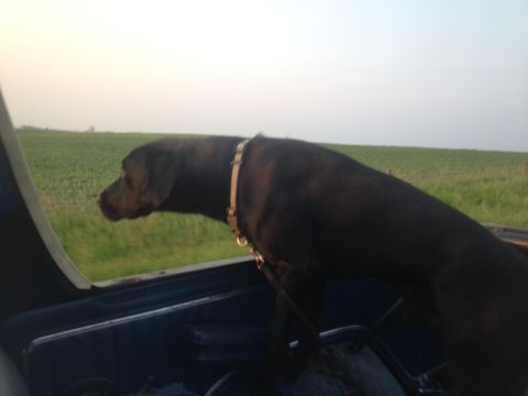 1979 Ford Bronco - A dog surveys the passing scenery from inside a vehicle.