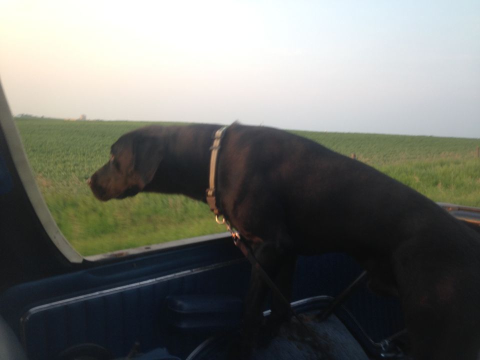Dog looking out of a vehicle interior