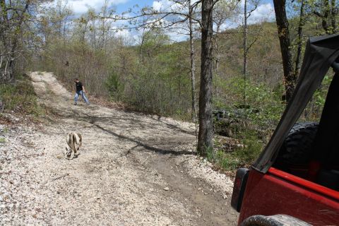 1979 Ford Bronco - A person and a dog are on a gravelly trail surrounded by trees, with a portion of a red vehicle visible.