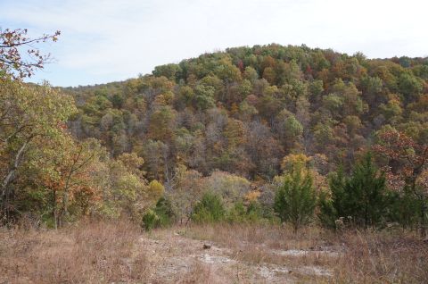 1979 Ford Bronco - The image shows a wooded hillside with trees displaying autumn foliage, under a cloudy sky.