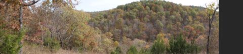 1979 Ford Bronco - A panoramic view of a wooded hillside in autumn, with trees displaying a mix of green, brown, and orange foliage.