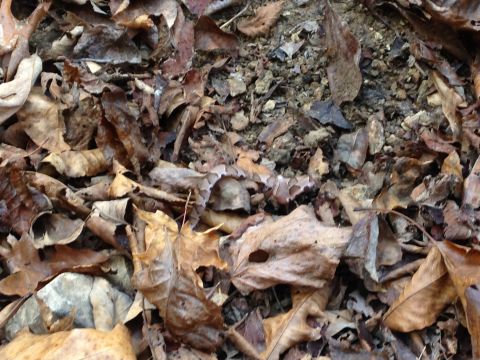 1979 Ford Bronco - A snake blends in with the fallen leaves, its patterned scales providing excellent camouflage.