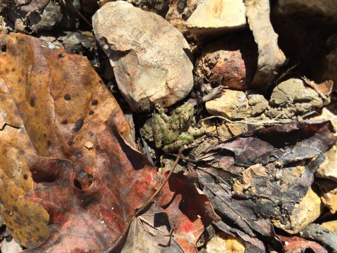 1979 Ford Bronco - A small green frog is camouflaged amongst fallen leaves and rocks on the ground.