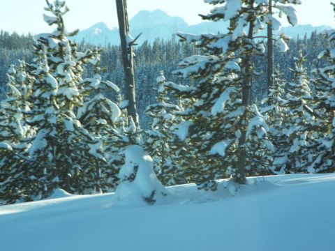 1994 Ford Bronco - Winter landscape photograph of snow-covered pine trees with mountains in the distance.