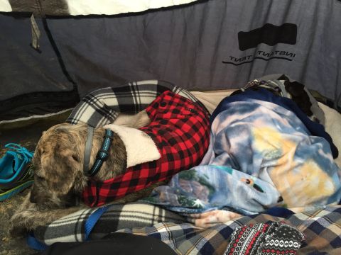 1989 Ford Bronco - A dog rests comfortably on blankets within a tent, wearing a red plaid coat.
