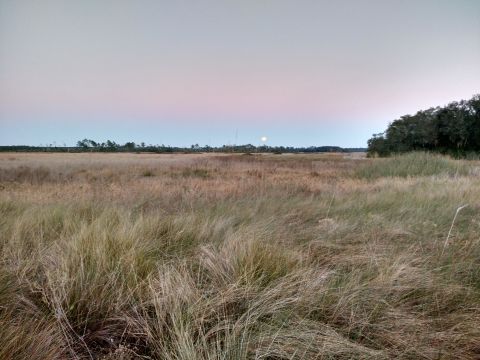 1992 Ford Bronco - A wide expanse of dry grass stretches towards a treeline under a twilight sky, with the moon hanging low on the horizon.