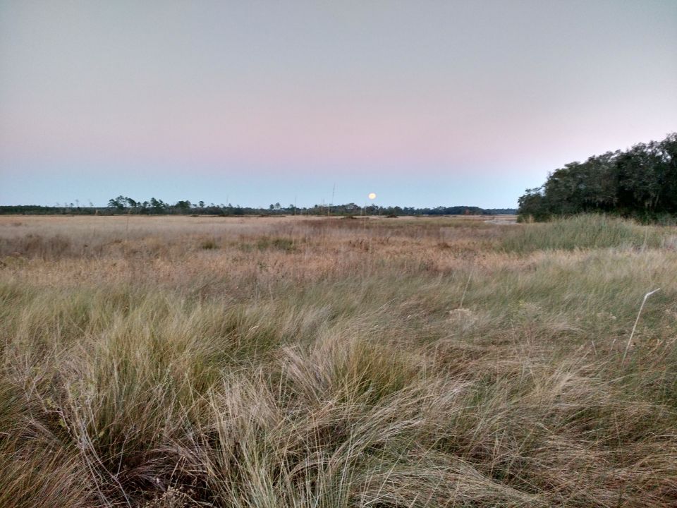 Grassy field at dusk with moon visible in the sky