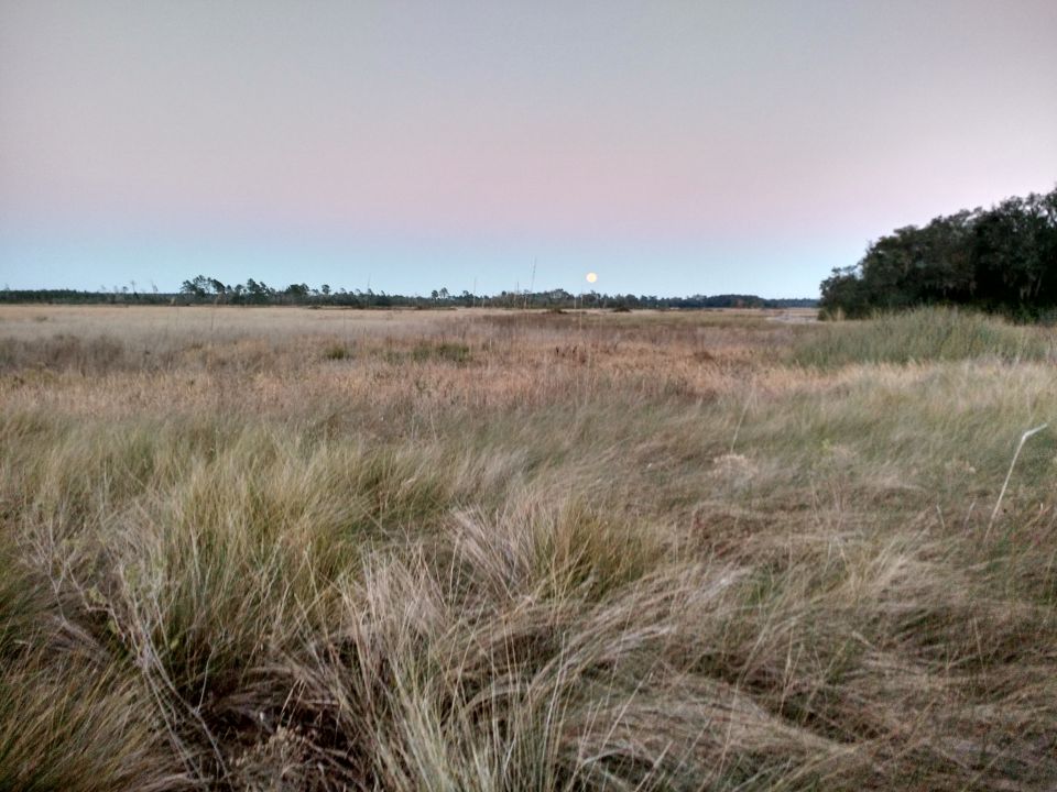 Grassy field under a pale sky with the moon visible; trees in the distance