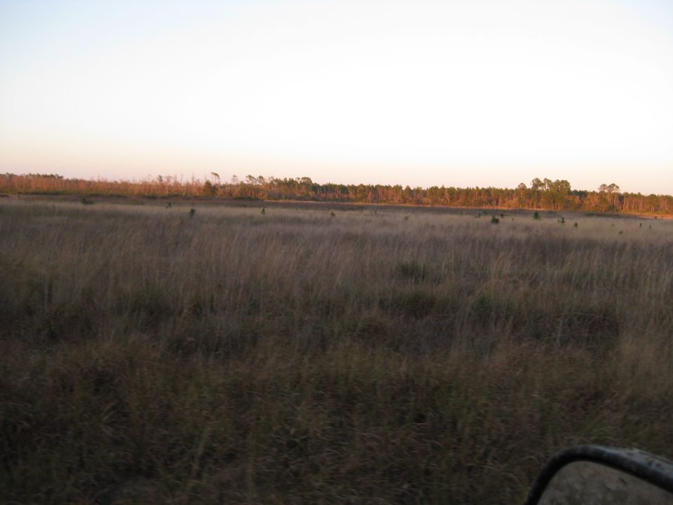 Dry grass field with distant trees under a pale sky