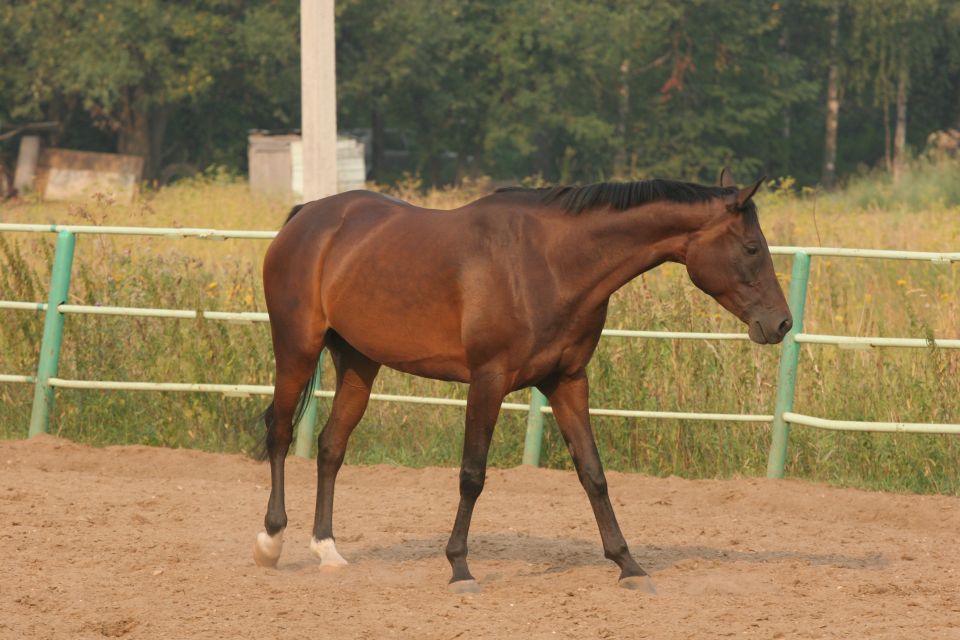 Brown horse walking in a sandy enclosure with a fence and trees in the background. Watermark reads SUPERMOTORS