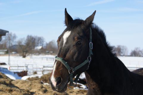 1987 Ford Bronco - A horse stands in a snowy field, wearing a halter. The background shows a fence and trees under a clear blue sky.