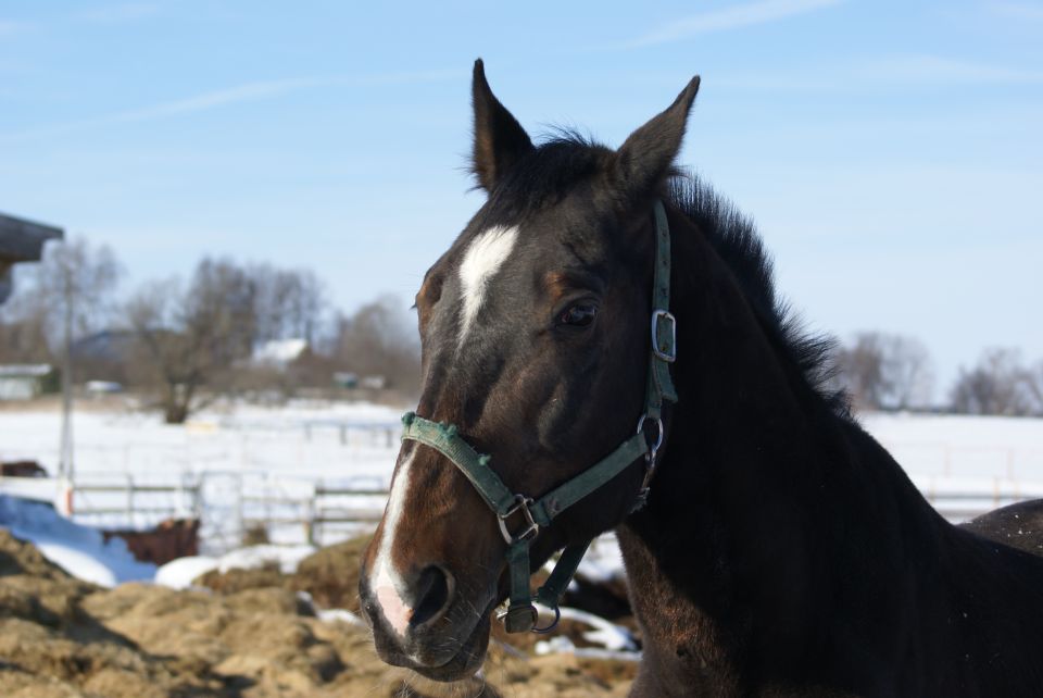Horse with white blaze on forehead in a snowy field