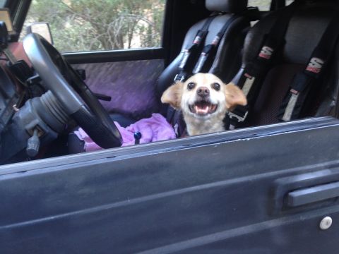 1987 Suzuki Samurai - A happy dog sits in the interior of a 1987 Suzuki Samurai, equipped with racing seats and harnesses.