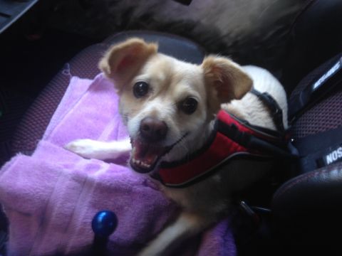 1987 Suzuki Samurai - A happy dog is ready for a ride in the car.