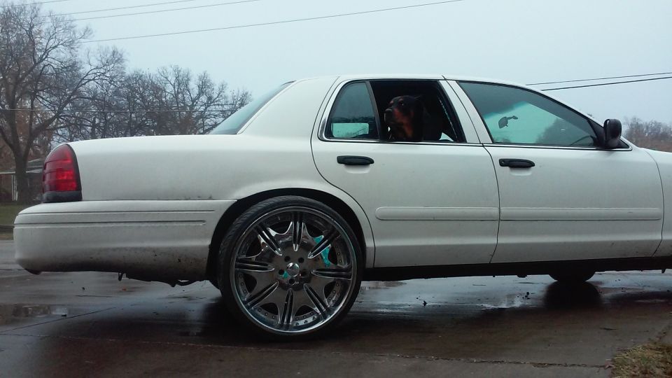 White 2004 Ford Crown Victoria sedan with chrome rims, dog in driver's seat, side view