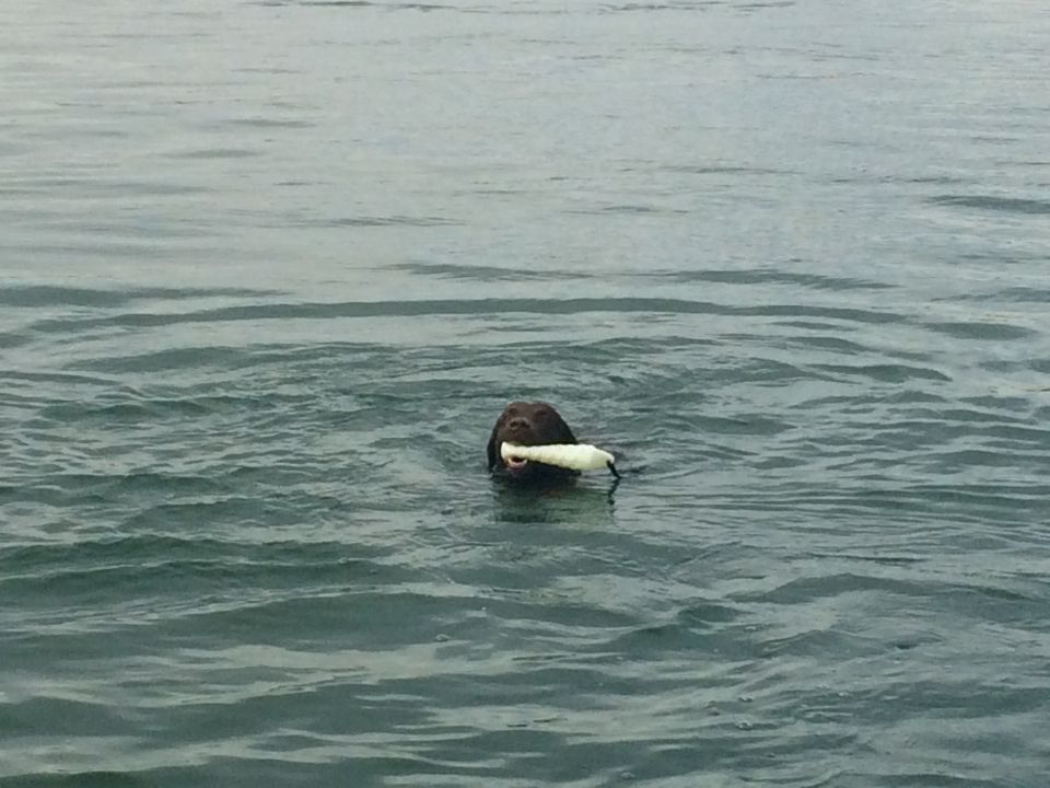A brown dog swimming in the water holding a white object.