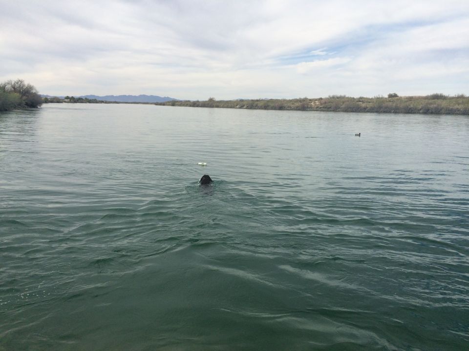 A dog swimming in a river with a duck in the distance.
