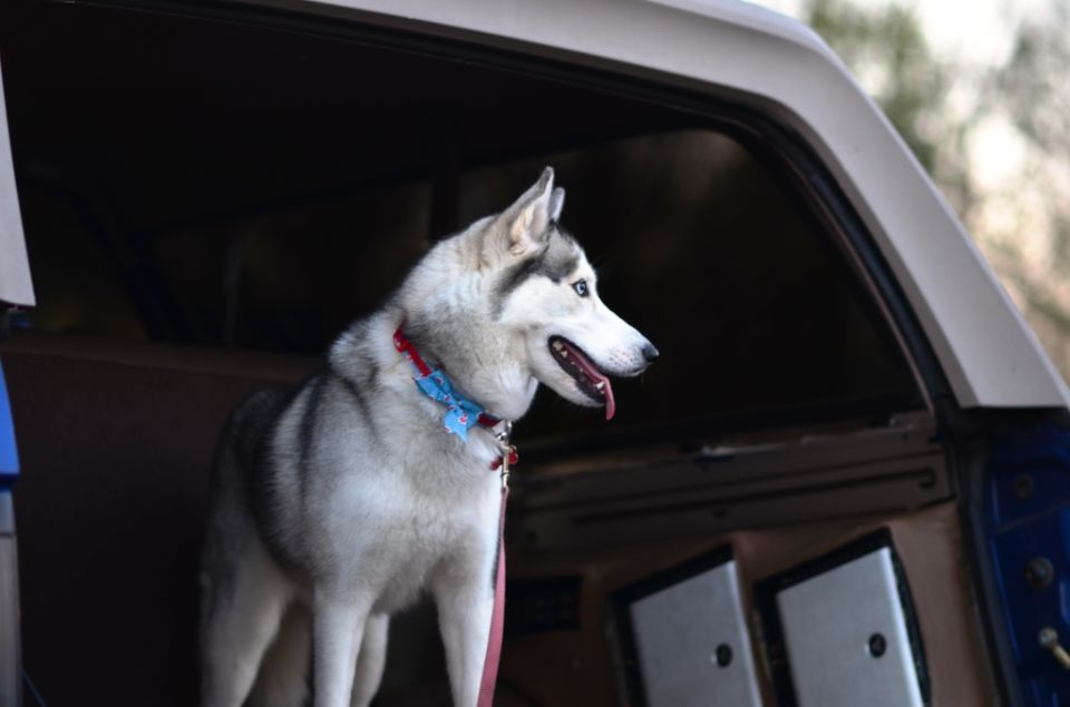 Siberian Husky looking out of an open SUV door