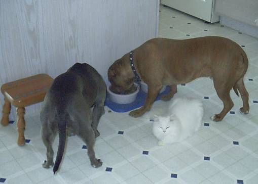 Two dogs and a white cat on kitchen tile floor