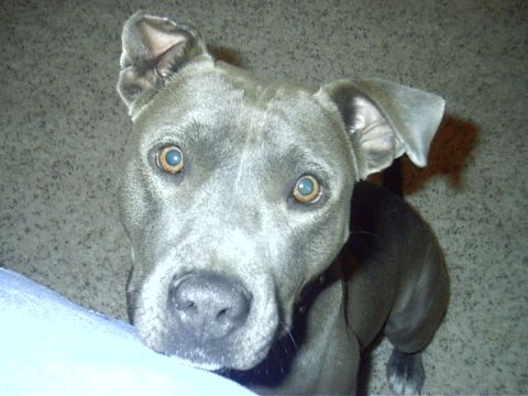 1988 Ford Bronco - when we rescued her she was missing left ear. no one can say how it really happened.