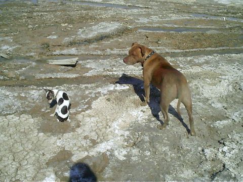 1988 Ford Bronco - this was taken out at the dry lake bed just north of barstow (coyote lake). just a dry playing in the mud
