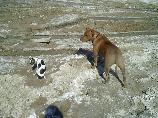 Large brown dog and small spotted puppy standing on cracked dry mud