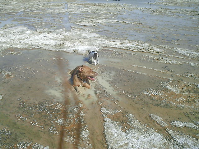 Brown dog lying in mud puddle with a small white-and-black dog behind on a muddy tidal flat