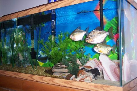 1978 Ford Bronco - An aquarium contains three fish swimming among artificial plants and rocks.