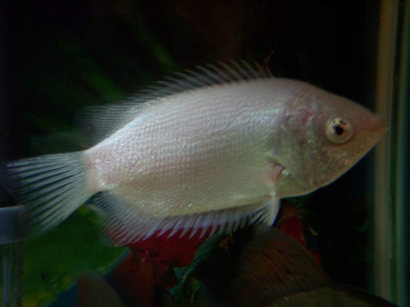 White fish swimming in a dark aquarium with green plants