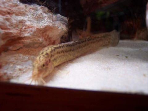 1978 Ford Bronco - A fish with distinctive brown stripes rests on a sandy substrate within an aquarium.