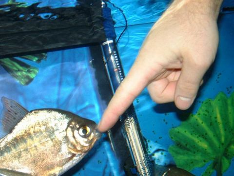 1978 Ford Bronco - A hand reaches into an aquarium to touch a fish near a thermometer.