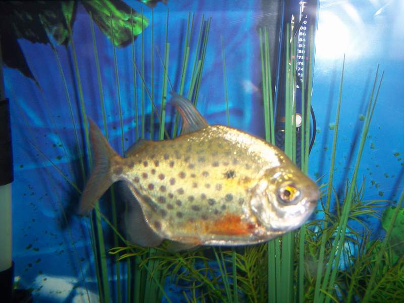 Fish with spots in a blue aquarium with green plants