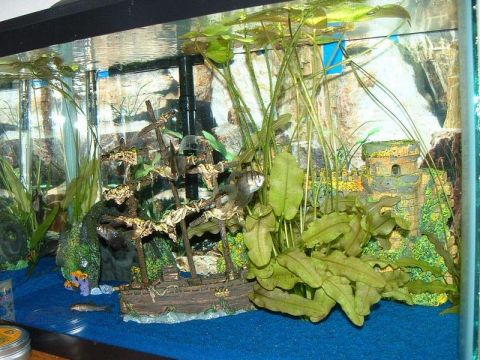 1978 Ford Bronco - This aquarium scene contains a shipwreck, castle, and aquatic plants, with two small fish swimming.